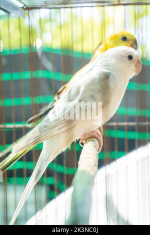 Budgerigars blanc et jaune dans une cage de près Banque D'Images