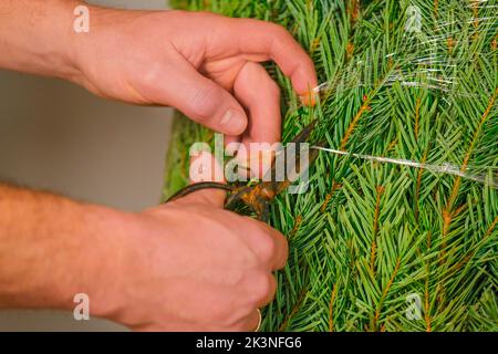 Arbre de Noël déballage.arbre enveloppé. Les mains couper le filet de protection sur l'arbre de Noël gros plan.achat et installation d'un arbre de Noël. Banque D'Images