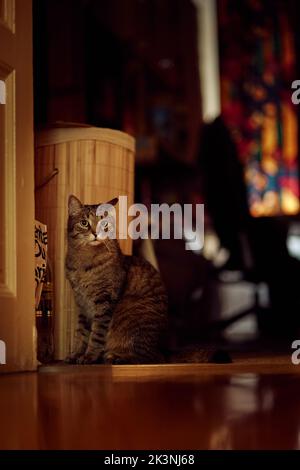 Un gros plan vertical d'un adorable chat pylashort européen à la maison, en regardant l'appareil photo Banque D'Images