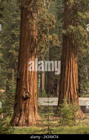 Trois séquoias se trouvent au-dessus de long chalet sur le plancher forestier de Mariposa Grove Banque D'Images