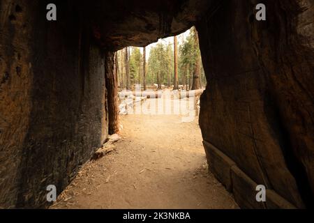 Tunnel découpé du tronc Sequoia Tree dans le parc national de Yosemite Banque D'Images