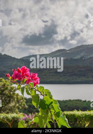 Bougainvillea rose à rétroéclairage de Sainte-Croix avec océan et montagnes Banque D'Images