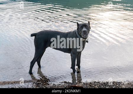 Grand chien de compagnie dans le lac Muncho; le long de la route de l'Alaska; Colombie-Britannique; Canada Banque D'Images