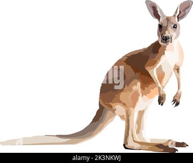 Illustration vectorielle kangaroo réaliste sur fond blanc. Illustration de Vecteur