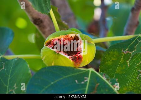 Figues vertes, presque mûres sur une branche avec de grandes feuilles contre clair Banque D'Images