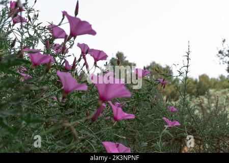 Vue rapprochée des plantes de la gloire du matin qui poussent dans la verdure sous le ciel lumineux Banque D'Images