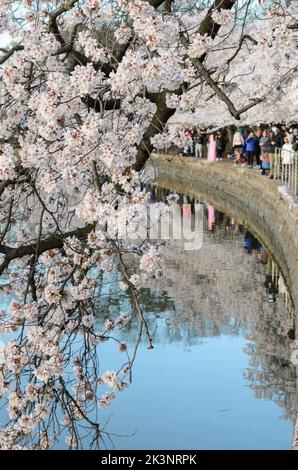 Les gens qui tapissent le bassin de marée lors du festival des cerisiers en fleurs à Washington DC Banque D'Images