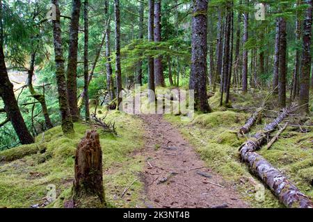 Une section forestière du sentier des épaves de Pesuta, dans le parc provincial Naikoon, s'est approchée de la zone d'utilisation de jour de la rivière Tlell, Tlell, Haida Gwaii, C.-B., Canada Banque D'Images