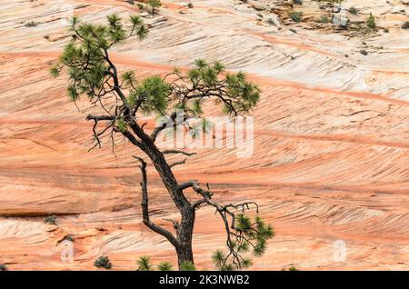 Un seul arbre sur fond de rochers rouges et bagués du parc national de Zion dans l'Utah, aux États-Unis Banque D'Images