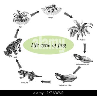Cycle de vie de grenouille main dessin gravure style clip art Illustration de Vecteur