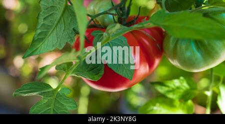 Tomates mûres prêtes à cueillir dans un jardin. Tomates dans une serre. Horticulture. Légumes. Agriculture. Personne, flou, mise au point sélective Banque D'Images