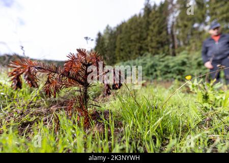 Mittelsinn, Allemagne. 27th septembre 2022. Une plante de sapin flétrisé se trouve sur une zone de culture du producteur d'arbres de Noël Uwe Klug. L'été sec a été la malfade de beaucoup de jeunes arbres de Noël, en particulier en Franconie. À Uwe Klug seul, environ 95 pour cent des 100 000 arbres feuillus et conifères nouvellement plantés ne survivent pas par manque d'eau. Credit: Daniel Karmann/dpa/Alay Live News Banque D'Images