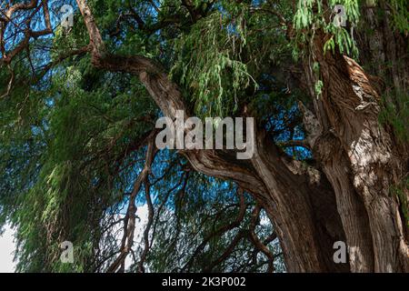 L'ancien arbre situé à Santa Maria del Tule, Oaxaca Banque D'Images