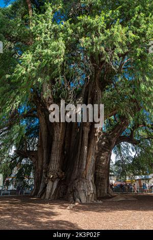 L'ancien arbre situé à Santa Maria del Tule, Oaxaca Banque D'Images