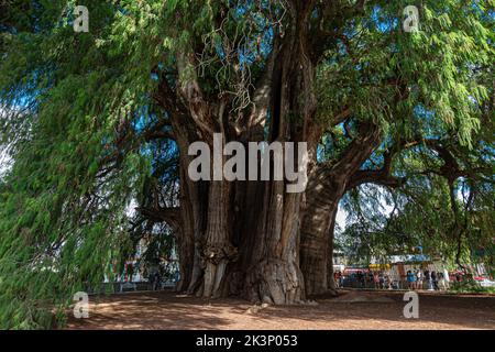 L'ancien arbre situé à Santa Maria del Tule, Oaxaca Banque D'Images