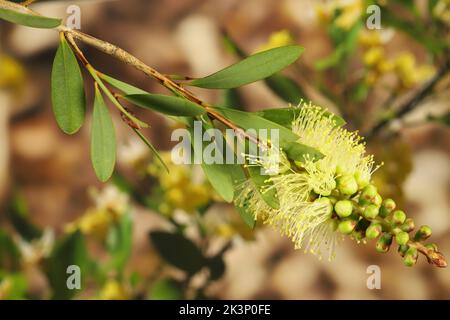 Fleurs de citronnelle (Callistemon pallidus) émergeant de l'inflorescence Banque D'Images