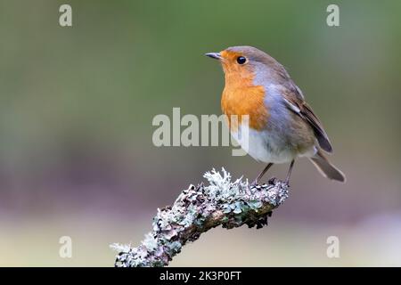 Robin [ erithacus rubecula ] sur le rameaux ou le bâton de lichen Banque D'Images