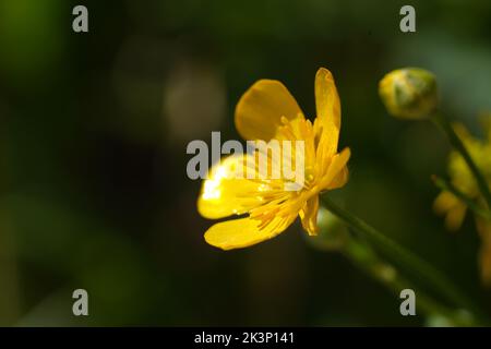 Photo macro d'une coupe de beurre en forme de craquant Banque D'Images