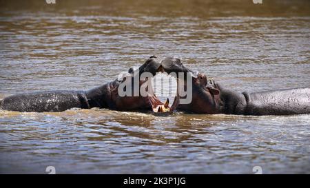 Deux hippopotames se touchent avec des bouches ouvertes capturées dans un trou d'eau Banque D'Images