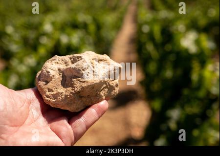 Échantillon de sol provenant de vignobles de Chablis Grand cru, de sols calcaires et martres avec fossiles d'huîtres, Burdundy, France avec vignobles sur le backgrou Banque D'Images