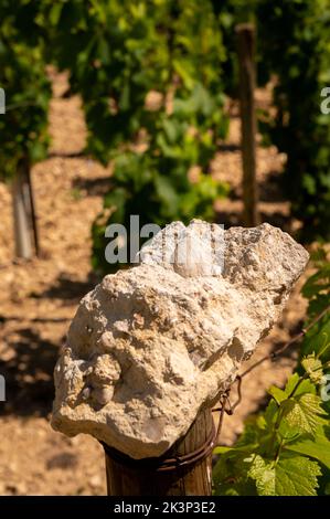 Échantillon de sol provenant de vignobles de Chablis Grand cru, de sols calcaires et martres avec fossiles d'huîtres, Burdundy, France avec vignobles sur le backgrou Banque D'Images