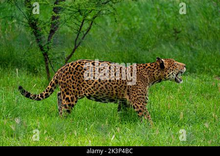 Jaguar dans la jungle du sud du mexique Banque D'Images
