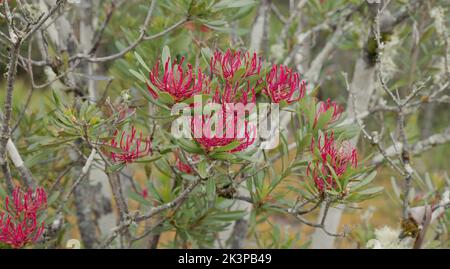 gros plan d'une glands tasmanie de waratah à cradle mt Banque D'Images