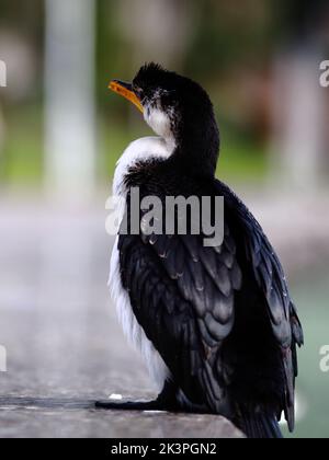 Gros plan vertical d'un adorable oiseau cormoran debout sur le sol Banque D'Images