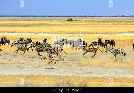 Salvadora situé sur le bord de l'Etosha Pan, avec de nombreux animaux qui traversent la savane sèche contre un ciel bleu clair Banque D'Images