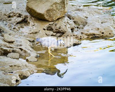 Héron à face blanche réfléchi au bord de l'eau dans la lumière du soir à la recherche de nourriture dans les échalotes. Banque D'Images