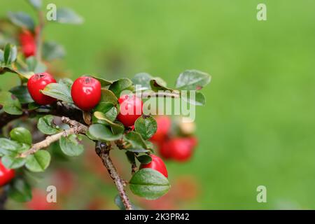 gros plan de jolis fruits rouges sur une branche d'un cotoneaster, vue latérale, espace copie Banque D'Images