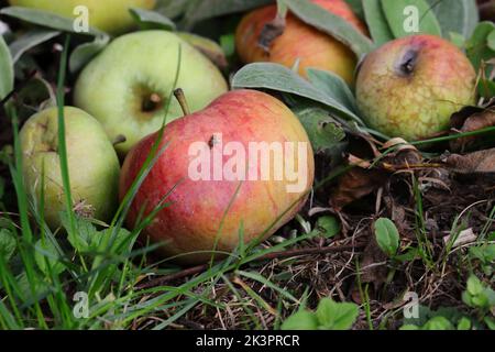 les pommes mûres se trouvent dans l'herbe sous forme de fruits tombés Banque D'Images
