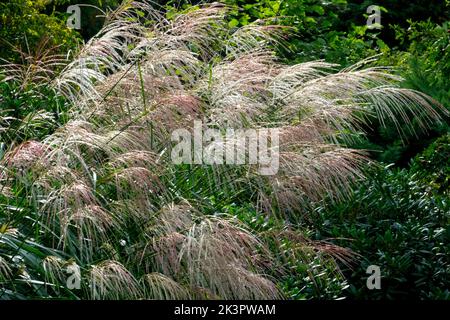 Vivace, herbe ornementale, dans le jardin, ornementale, panicules, Herbe argentée, jardin, Miscanthus sinensis 'Goldfeder' vivaces sous l'ombre Banque D'Images