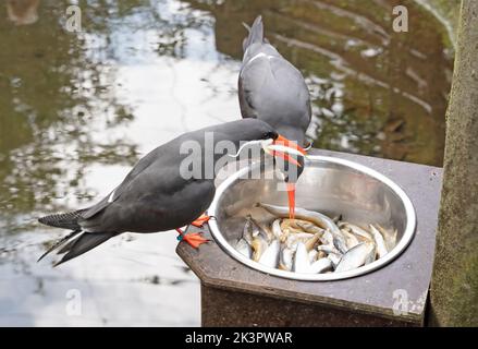 La Sterne Inca saine manger du poisson dans un bol en métal - ces oiseaux sont indigènes au Pérou et au Chili. Banque D'Images