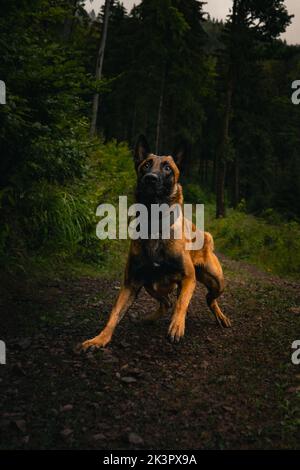 Chien Malinois dans la forêt, se préparer à sauter Banque D'Images