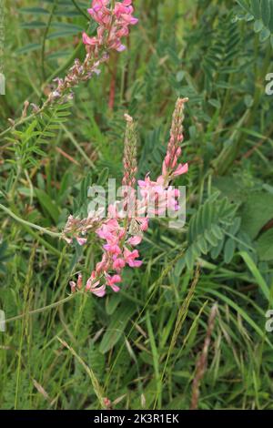 Papillon sur fleur sauvage sur Barham Downs, Canterbury, Kent, Angleterre Banque D'Images