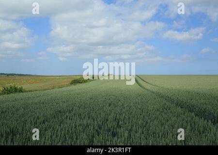 Récolte de blé avec repères de tracteur sur Barham Downs, Canterbury, Kent, Angleterre Banque D'Images