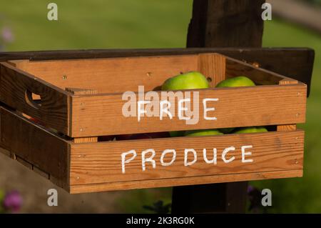 Une boîte en bois attachée à une clôture dans le Yorkshire, en Angleterre. La boîte contient des pommes excédentaires qui sont offertes gratuitement à quiconque passe. Banque D'Images