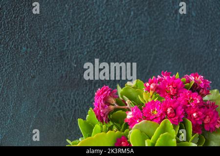 le kalanchoe rose fleurit sur fond gris avec un endroit sous le copispace Banque D'Images