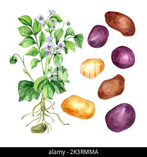 Illustration aquarelle de la pomme de terre sur fond blanc. Rouge, marron, jaune légume, racine, pomme de terre tubercule peint à la main. Élément design pour le menu design Banque D'Images