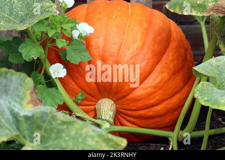 Variété de citrouilles géants de l'Atlantique Dills. Image rapprochée de la peau striée orange attachée à la vigne. Cottage Garden, sud de l'Angleterre, septembre. Banque D'Images