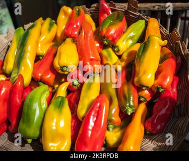 Piments de corne de Carmagnola (Turin) exposés au Salone del Gusto 2022 Banque D'Images