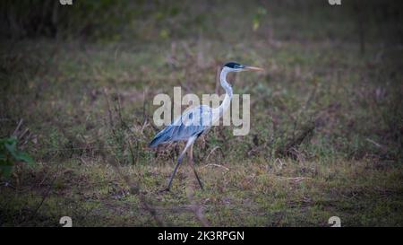 Egret de neige dans l'environnement Pantanal, Mato Grosso, Brésil Banque D'Images