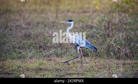 Egret de neige dans l'environnement Pantanal, Mato Grosso, Brésil Banque D'Images