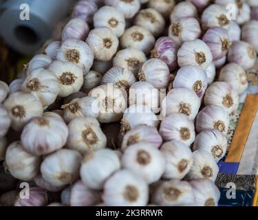 Au Salone del Gusto, nous parlons des propriétés de santé de l'ail Banque D'Images