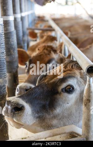 Vaches de Jersey dans un salon de traite, regardant la caméra tout en étant traite Banque D'Images