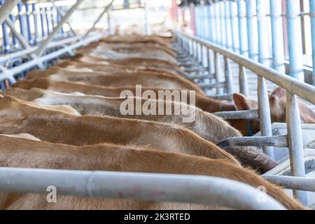 Vaches de Jersey dans un salon de traite. Seule la ligne supérieure de leur dos est visible lorsqu'ils se nourrissent pendant le processus de traite Banque D'Images