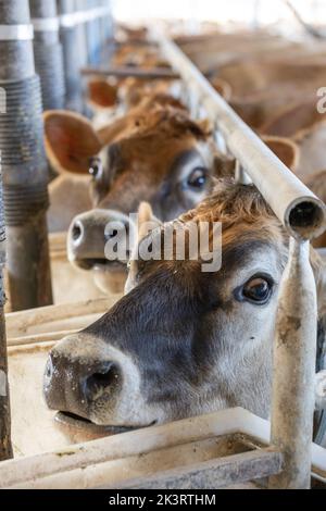 Vaches de Jersey dans un salon de traite, regardant la caméra tout en étant traite Banque D'Images