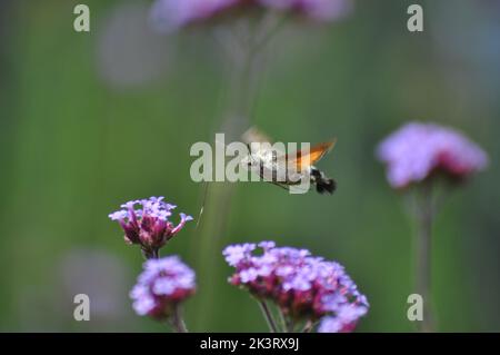 Un tirade de colibri (Macroglossum stellatarum) planant et se nourrissant d'une fleur de verveine bonariensis, East Yorkshire - Angleterre Banque D'Images