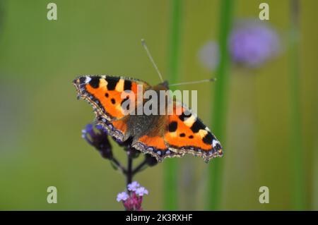 Petit papillon Tortoiseshell (Alglais urticae) se nourrissant d'une fleur de verveine bonariensis sur le fond flou des fleurs de prairie - Angleterre Banque D'Images